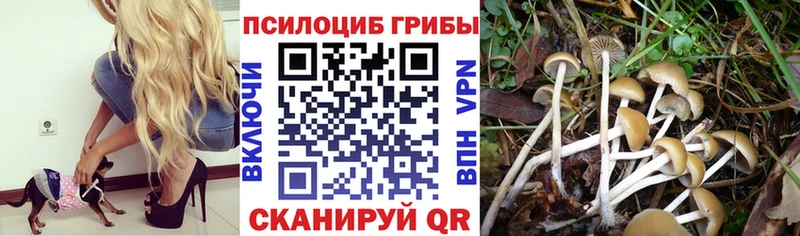 Галлюциногенные грибы Psilocybe  Снежногорск 